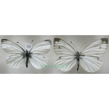 Pieris napi (Linnaeus, 1758) 2xmale Bielinek bytomkowiec Poland5n